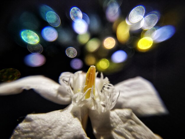 Foto primer plano de una flor contra un fondo borroso