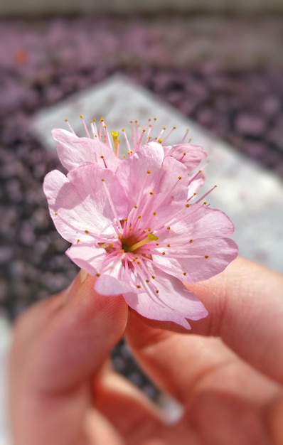 Primer plano de una flor cortada con la mano