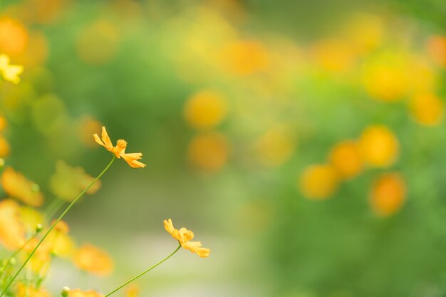 Primer plano de una flor cosmos amarilla y naranja bajo la luz del sol con espacio de copia utilizando como fondo paisaje de plantas naturales