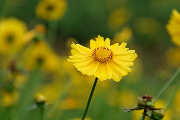 Foto primer plano de una flor cosmos amarilla sobre fondo verde borroso bajo la luz del sol