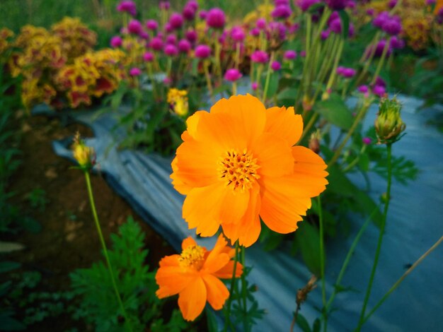 Primer plano de la flor del cosmos amarilla