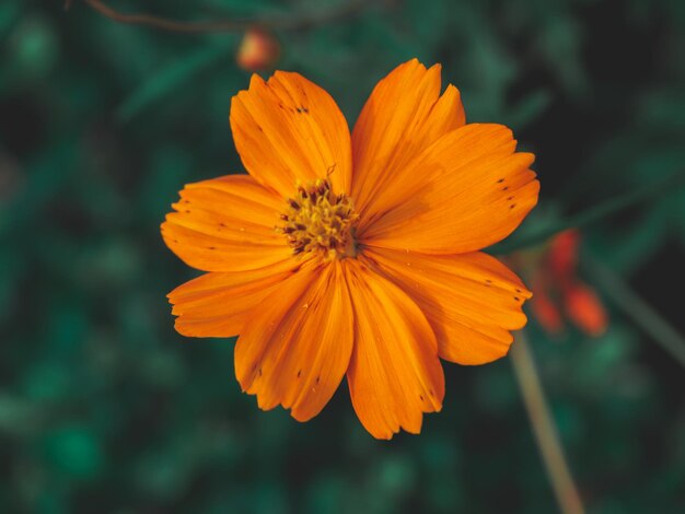 Primer plano de la flor del cosmos naranja
