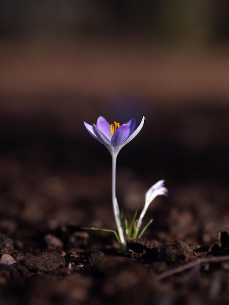 Foto primer plano de la flor de crocús púrpura en el campo