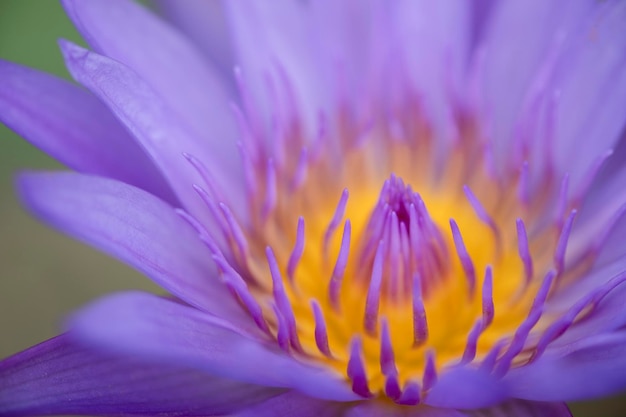 Un primer plano de la flor de crocus púrpura