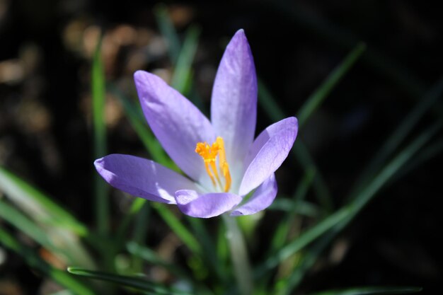 Un primer plano de la flor de crocus púrpura