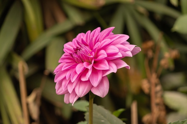 Foto primer plano de la flor de la dahlia rosada
