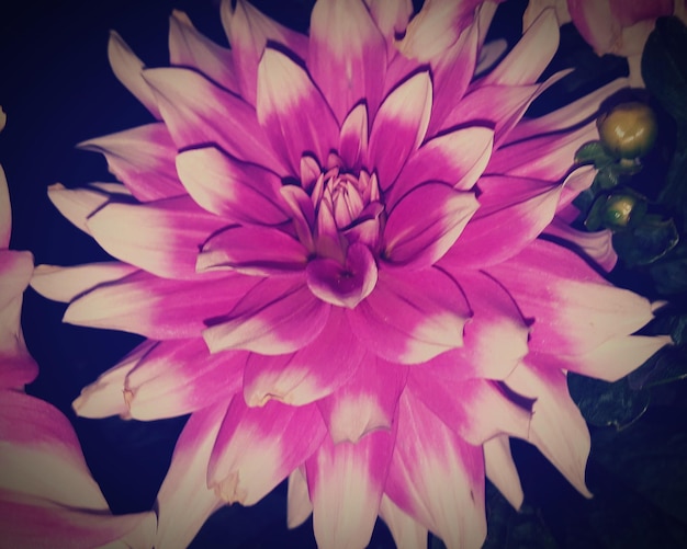 Primer plano de la flor de la dahlia rosada
