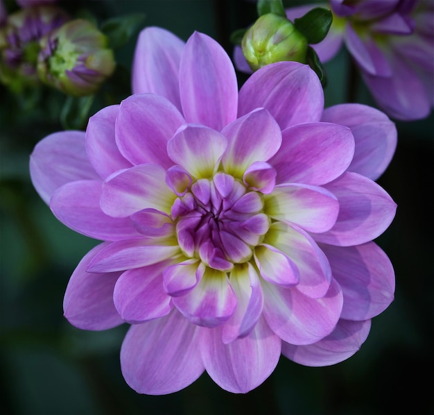 Foto primer plano de la flor de la dahlia rosada