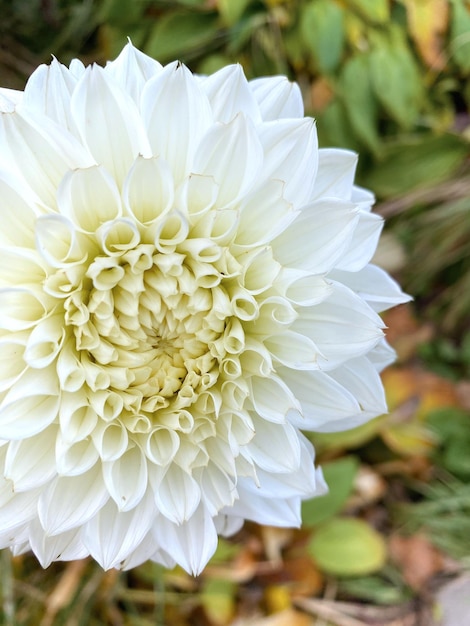 Foto un primer plano de la flor de la dalia blanca