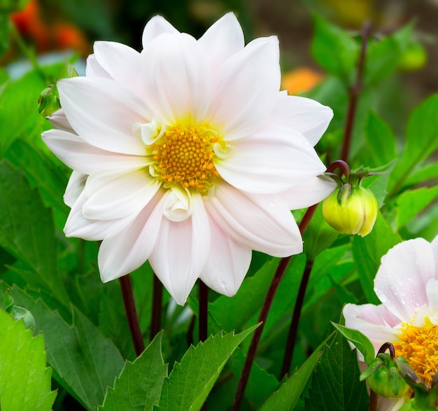 Primer plano de flor de Dalia fresca