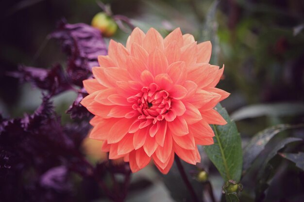 Foto un primer plano de la flor de la dalia roja