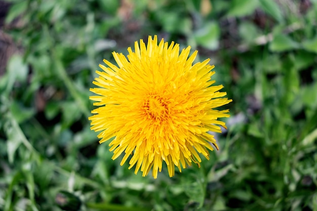 Primer plano de flor de diente de león amarillo y hojas verdes