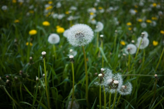 Primer plano de una flor de diente de león en el campo