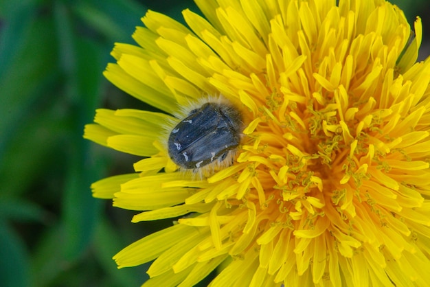 Un primer plano de una flor de diente de león con un insecto en ella