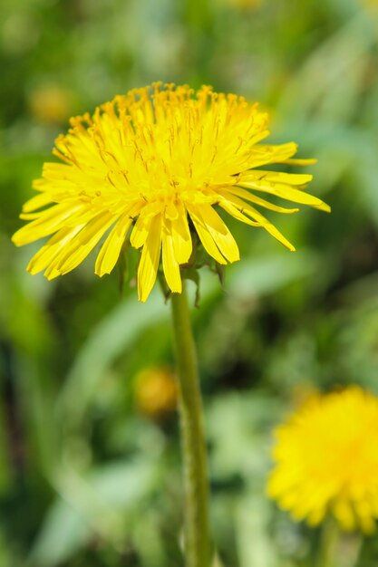 Primer plano de flor de diente de león sobre un fondo de hierba verde