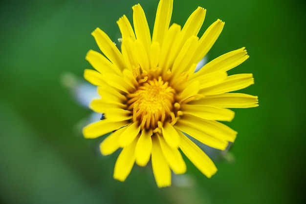 Un primer plano de flor de diente de león sobre un fondo verde