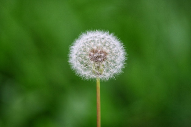 Foto primer plano de la flor del diente de león