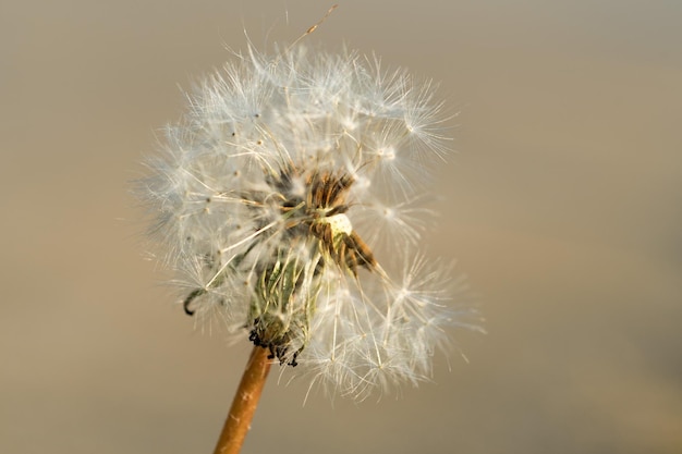 Primer plano de la flor del diente de león