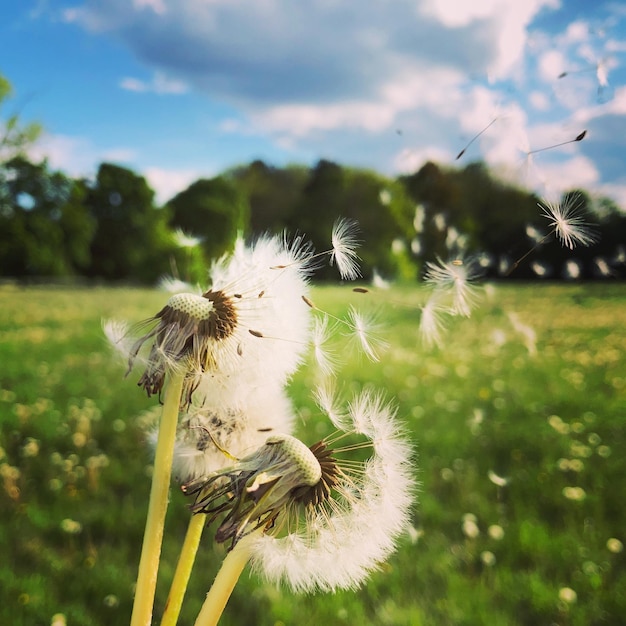 Foto primer plano de la flor del diente de león