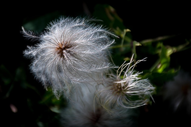 Primer plano de la flor del diente de león