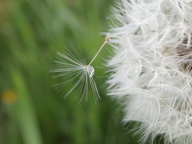 Foto primer plano de la flor del diente de león