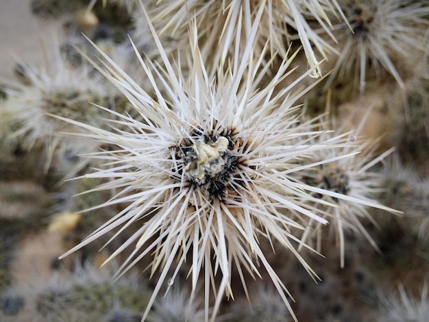 Foto primer plano de la flor del diente de león