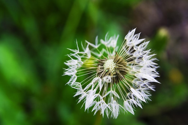 Foto primer plano de la flor del diente de león