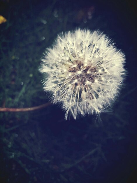 Foto primer plano de la flor del diente de león