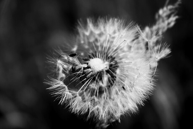 Primer plano de la flor del diente de león