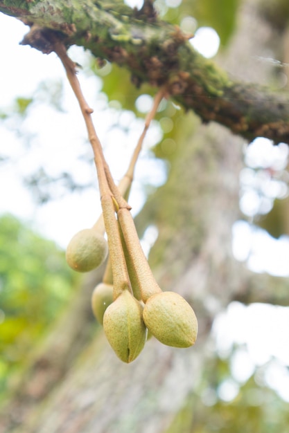 Primer plano de la flor de durian en el árbol en Tailandia