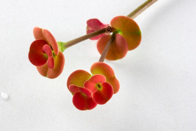 Primer plano de la flor de la espina de Cristo rojo o la planta de la corona de espinas