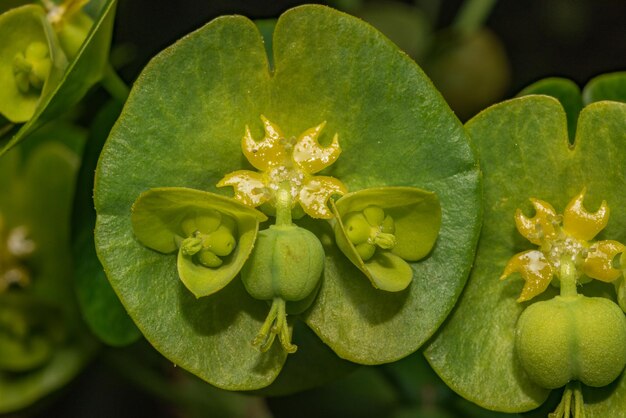 Foto primer plano de la flor de la euforbia verde