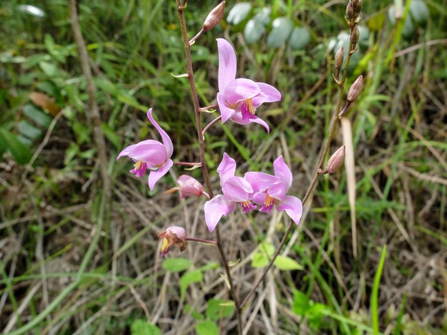 Foto un primer plano de una flor exótica