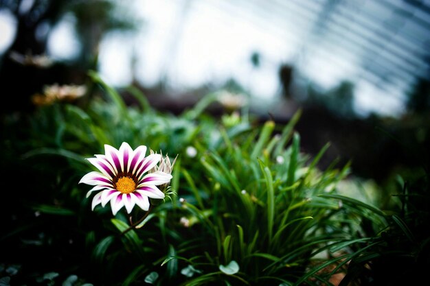 Un primer plano de una flor en flor en la hierba