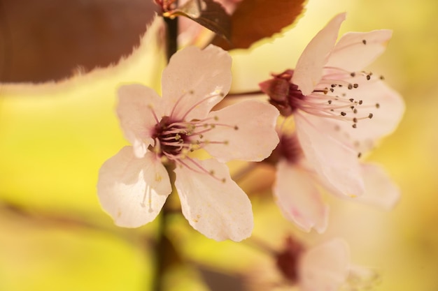 Primer plano de flor floreciente en primavera