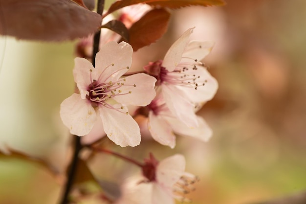 Primer plano de flor floreciente en primavera