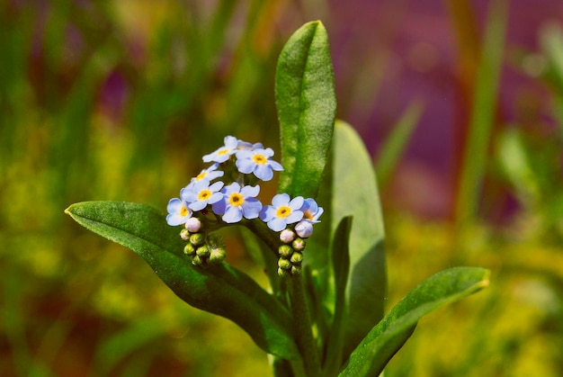 Un primer plano de una flor con flores azules