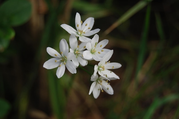 un primer plano de una flor con flores blancas en el césped