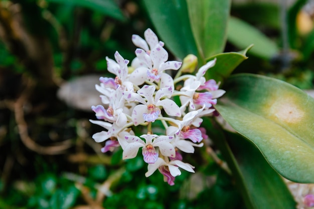 Foto un primer plano de una flor con flores blancas y moradas