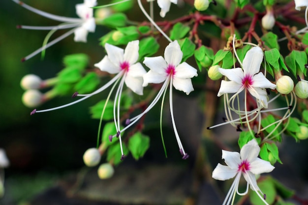 Foto un primer plano de una flor con flores blancas