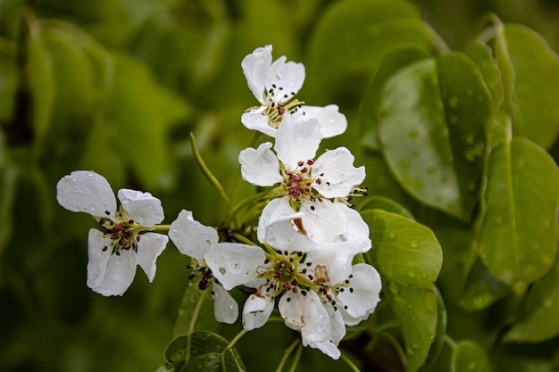 Un primer plano de una flor con flores blancas