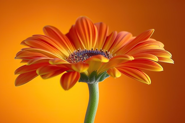 Primer plano de una flor con fondo naranja IA generativa