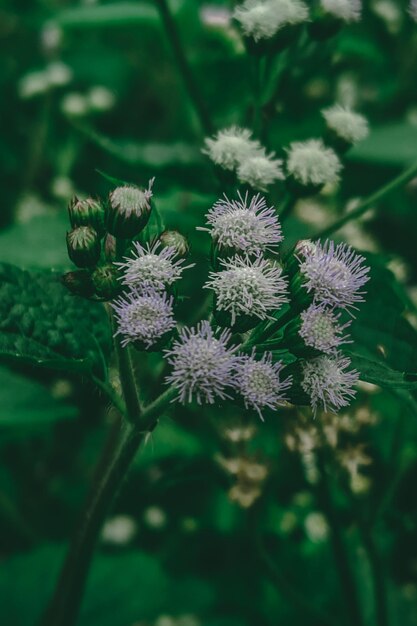 Un primer plano de una flor con un fondo verde