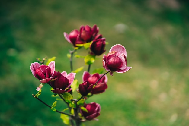 Foto un primer plano de una flor con un fondo verde