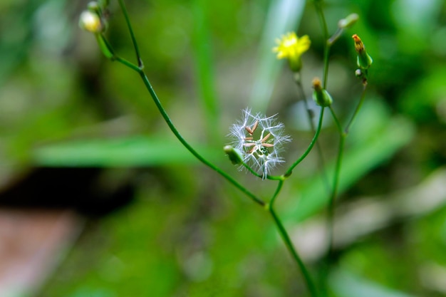 Foto un primer plano de una flor con un fondo verde