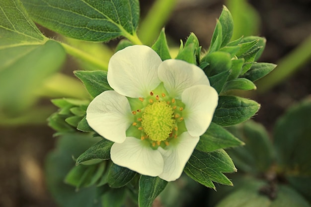 Primer plano de flor de fresa