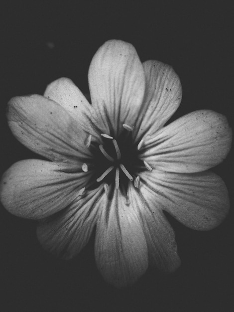 Foto primer plano de una flor fresca contra un fondo negro