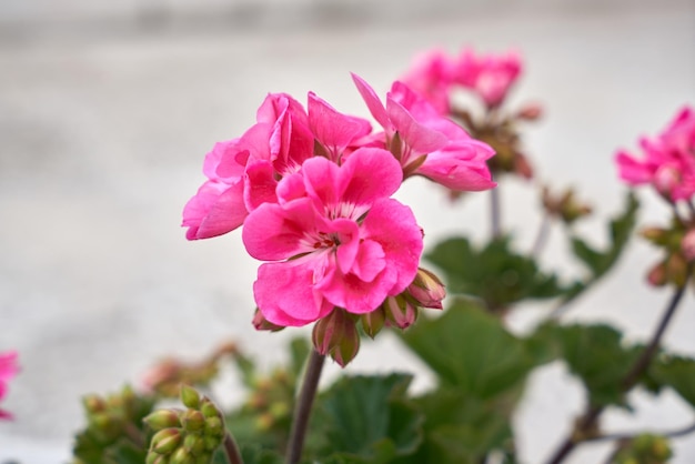 Primer plano de flor fucsia de Cerdeña.