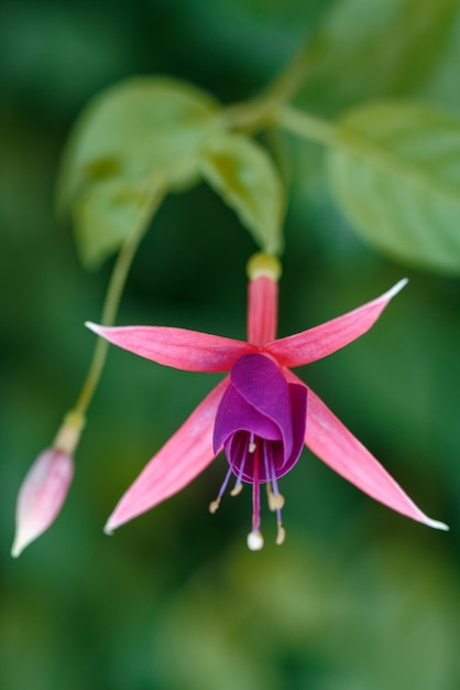 Primer plano de una flor fucsia con fondo borroso