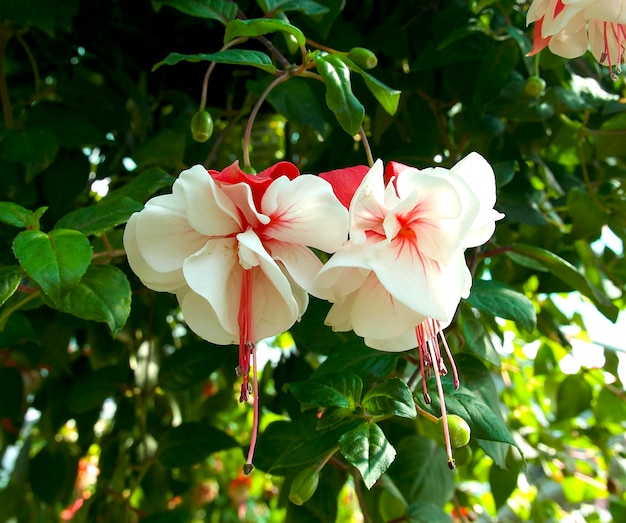 Primer plano de flor fucsia rosa y blanco sobre el fondo verde